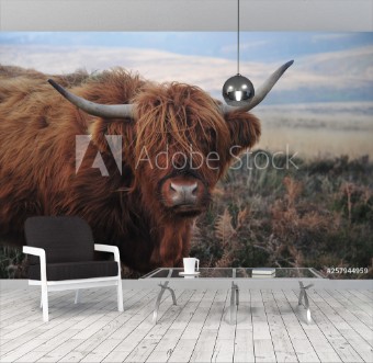 Picture of Hardy Highland cow on Exmoor Somerset